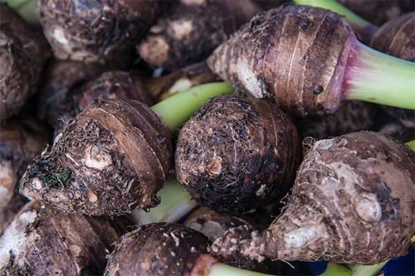 Khoai m&ocirc;n từ l&acirc;u đ&atilde; l&agrave; nguy&ecirc;n liệu quen thuộc trong nhiều m&oacute;n tr&aacute;ng miệng ch&acirc;u &Aacute; &nbsp;