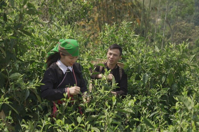 Trong bối cảnh nhu cầu ti&ecirc;u d&ugrave;ng xanh v&agrave; thực phẩm l&agrave;nh mạnh tăng mạnh, thị trường Bắc &Acirc;u đang mở ra cơ hội mới cho ch&egrave; Việt Nam.