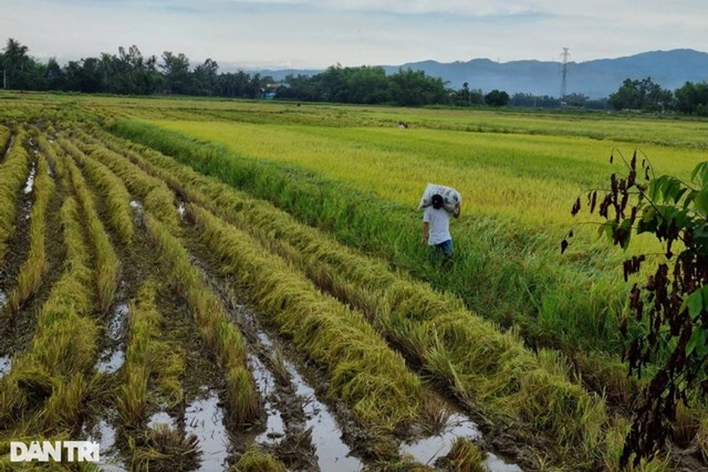 Theo Sở T&agrave;i nguy&ecirc;n v&agrave; M&ocirc;i trường TP Đ&agrave; Nẵng, việc một số t&agrave;i khoản c&aacute; nh&acirc;n tự ph&aacute;t đăng nhiều nội dung quảng c&aacute;o tr&ecirc;n c&aacute;c trang mạng x&atilde; hội để nhận l&agrave;m c&aacute;c dịch vụ chuyển mục đ&iacute;ch sử dụng đất n&ocirc;ng nghiệp sang đất ở l&agrave; h&agrave;nh vi tr&aacute;i quy định của ph&aacute;p luật (Ảnh: Kh&aacute;nh Hồng).