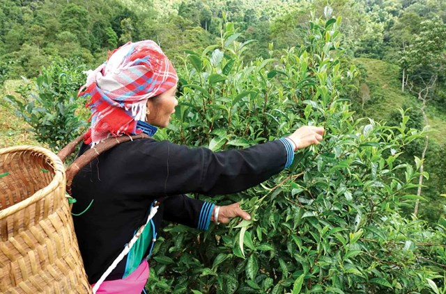 Với lớp l&ocirc;ng tơ trắng mịn, b&uacute;p ch&egrave; Bản Liền được v&iacute; như &lsquo;v&agrave;ng xanh&rsquo; của n&uacute;i rừng.
