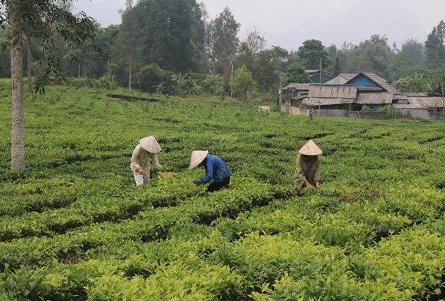 Những biến đ&ocirc;̉i khí h&acirc;̣u sẽ ảnh hưởng trực tiếp đến năng suất, chất lượng b&uacute;p tr&agrave; v&agrave; tuổi thọ của nương ch&egrave;.
