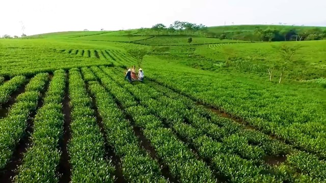 Ng&agrave;nh ch&egrave; l&agrave; một v&iacute; dụ điển h&igrave;nh cho mối li&ecirc;n hệ chặt chẽ giữa năng lượng v&agrave; chuỗi cung ứng n&ocirc;ng nghiệp.