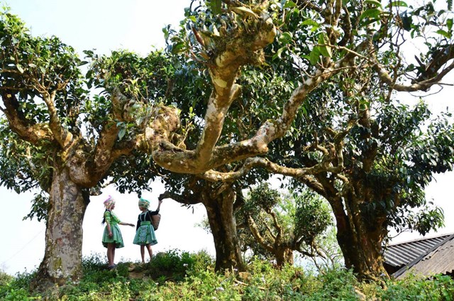 Tinh hoa trà cổ thụ từ đại ngàn “đổ bộ” Thủ đô - Ảnh 2