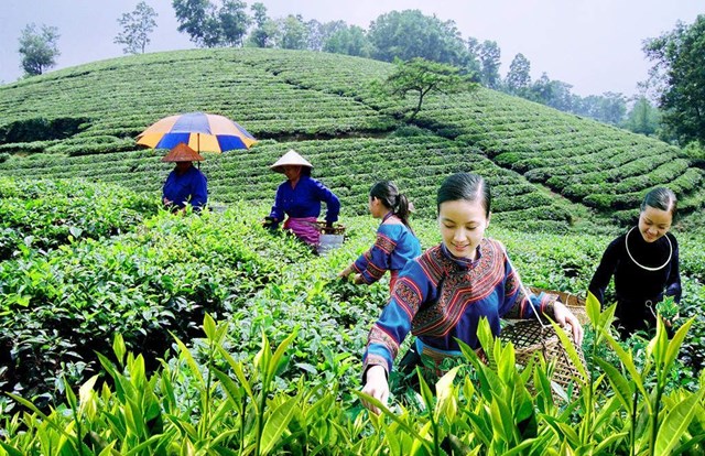 B&#250;p ch&#232; 1 t&#244;m 2 l&#225;: Nghệ thuật h&#225;i ch&#232; v&#224; b&#237; quyết tạo n&#234;n hương vị thượng hạng - Ảnh 2