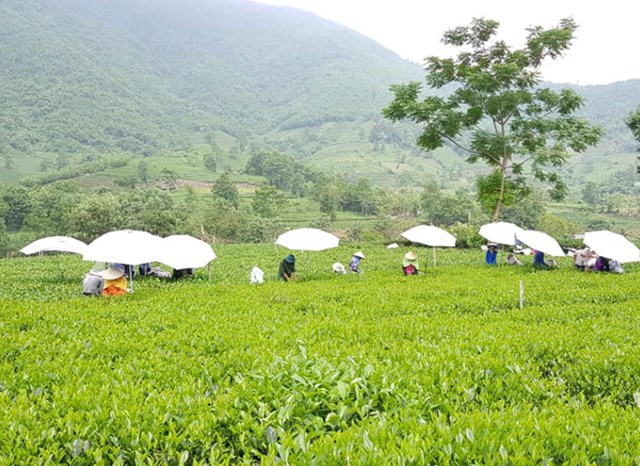 Việc số h&oacute;a chuỗi gi&aacute; trị từ v&ugrave;ng trồng đến thị trường ti&ecirc;u thụ đang mở ra cơ hội để ng&agrave;nh ch&egrave; n&acirc;ng cao chất lượng sản phẩm, minh bạch h&oacute;a chuỗi cung ứng v&agrave; tăng sức cạnh tranh tr&ecirc;n thị trường to&agrave;n cầu. Ảnh minh họa