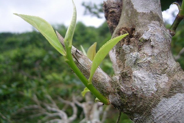 Trà Shan tuyết vụ xuân: Tinh hoa đất trời gửi vào từng búp lá - Ảnh 1