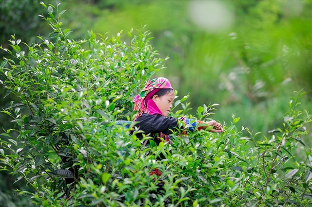 Trà Shan tuyết vụ xuân: Tinh hoa đất trời gửi vào từng búp lá - Ảnh 2