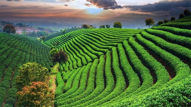 Xuất khẩu chè Việt Nam sang Hoa Kỳ khởi sắc trong nỗ lực đa dạng hóa bản đồ thị trường - Ảnh 1