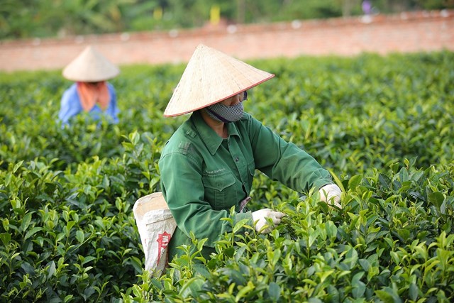 Ch&#232; Th&#225;i Nguy&#234;n: Kh&#225;t vọng tỷ đ&#244; v&#224; h&#224;nh tr&#236;nh kết hợp độc đ&#225;o giữa n&#244;ng sản, du lịch v&#224; ẩm thực - Ảnh 3