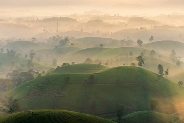 Chè Long Cốc: Từ nông sản bản địa đến tài sản du lịch vùng đồi Phú Thọ - Ảnh 1