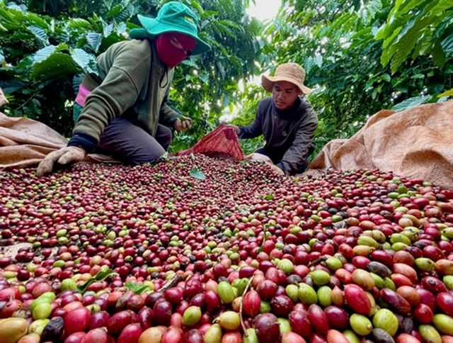 Chứng nhận Halal: Cánh cửa 5.000 tỷ USD cho nông sản Việt - Ảnh 2