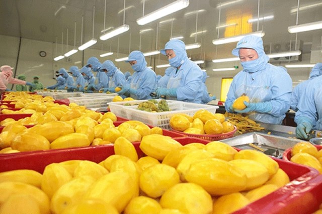 Xuất khẩu rau quả: Từ cuộc đua sản lượng đến b&#224;i to&#225;n gi&#225; trị - Ảnh 1