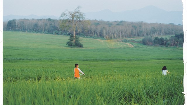 Đồng cỏ rộng h&#224;ng ng&#224;n ha m&#227;n nh&#227;n ở Nghệ An “đốn tim” du kh&#225;ch - Ảnh 2