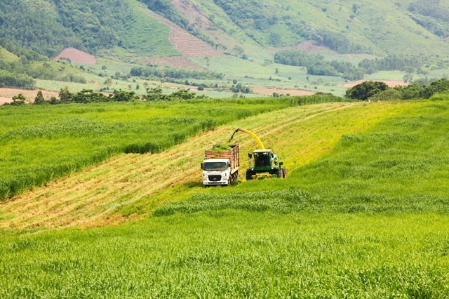 Những khoảng c&oacute; mới cũ xen kẽ tạo n&ecirc;n lớp lang về m&agrave;u sắc v&agrave; v&ocirc; t&igrave;nh l&agrave;m t&ocirc;n th&ecirc;m vẻ đẹp của đồng cỏ. &nbsp;