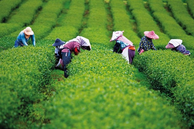 Matcha Nhật Bản dần khan hiếm: Động lực cho đổi mới v&#224; mở rộng thị trường - Ảnh 2