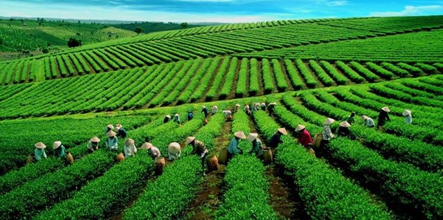 Ch&#232; Th&#225;i Nguy&#234;n: Kh&#225;t vọng tỷ đ&#244; v&#224; h&#224;nh tr&#236;nh kết hợp độc đ&#225;o giữa n&#244;ng sản, du lịch v&#224; ẩm thực - Ảnh 2