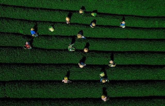 X&acirc;y dựng hệ sinh th&aacute;i sản xuất, b&aacute;n lẻ và ti&ecirc;u d&ugrave;ng cho ch&egrave; Việt kh&ocirc;ng chỉ gi&uacute;p n&acirc;ng cao gi&aacute; trị sản phẩm m&agrave; c&ograve;n tạo nền tảng cho sự ph&aacute;t triển bền vững trong d&agrave;i hạn.