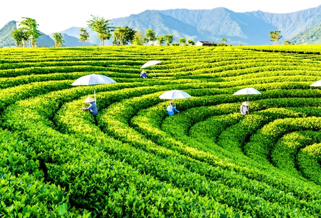 Hành trình nâng tầm trà Việt trong kỷ nguyên mới - Ảnh 1