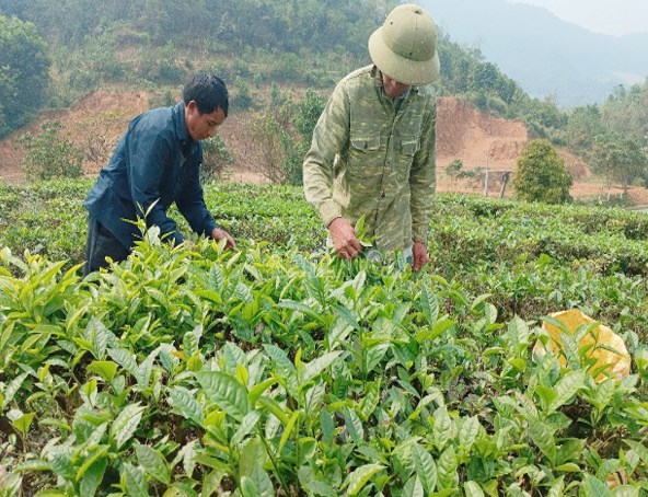 Nông dân Mường Khương bước vào thu hoạch chè vụ xuân.