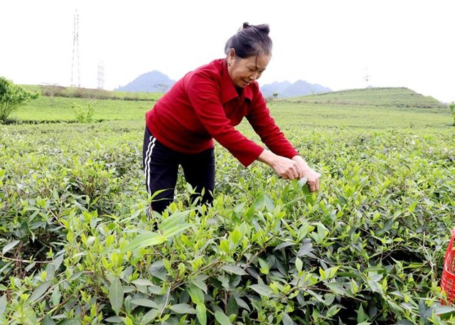 Người dân thôn An Tiến, xã Hùng An (Bắc Quang) thu hái chè vụ Xuân.