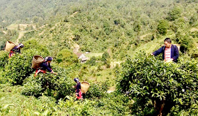 Vụ chè Xuân thường kéo dài từ giữa tháng 3 đến giữa tháng 4, đây cũng là thời điểm giá chè đạt mức cao nhất trong năm.