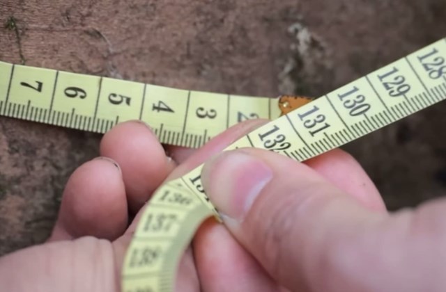 Một cây chè cổ thụ trên núi Tam Đảo có vanh gốc lên tới hơn 1,3 m.