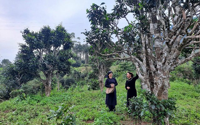 Xây dựng hệ sinh thái trà di sản: Bước đi mới của nông nghiệp và du lịch vùng cao Thái Nguyên - Ảnh 2