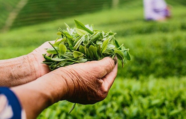 Sức hút từ những búp trà xuân đầu vụ - Ảnh 1