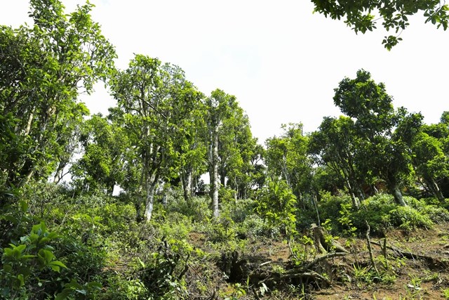 Quần thể ch&#232; Shan tuyết ở Điện Bi&#234;n được c&#244;ng nhận l&#224; C&#226;y di sản Việt Nam - Ảnh 1