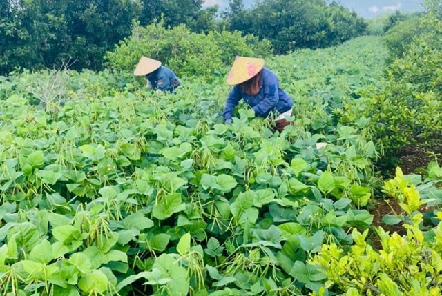 V&ugrave;ng nguy&ecirc;n liệu n&ocirc;ng sản sạch Xứ Nghệ