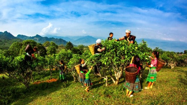 C&#225;c v&#249;ng tr&#224; shan tuyết ngon nhất tại Việt Nam - Ảnh 2