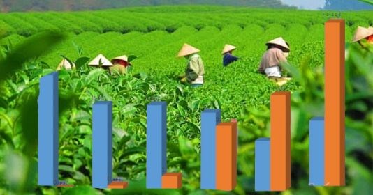 Tổng quan về sản lượng ch&#232; v&#224; diện t&#237;ch trồng ch&#232; tại Việt Nam  - Ảnh 2
