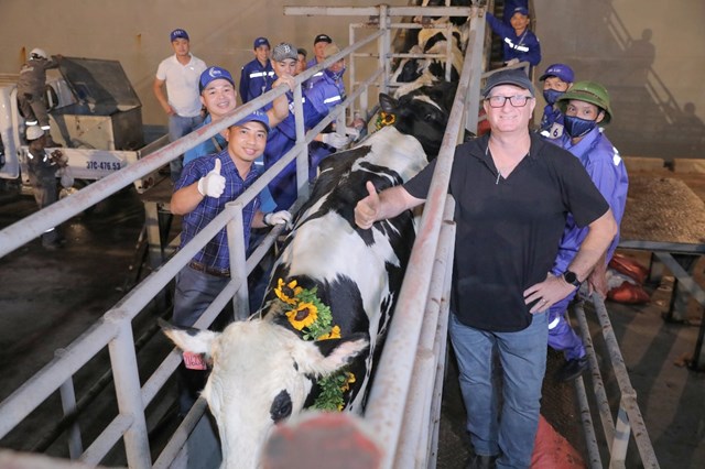 Tập đo&#224;n TH nhập khẩu 2009 b&#242; sữa cao sản thuần chủng từ Mỹ về trang trại Thanh H&#243;a - Ảnh 1