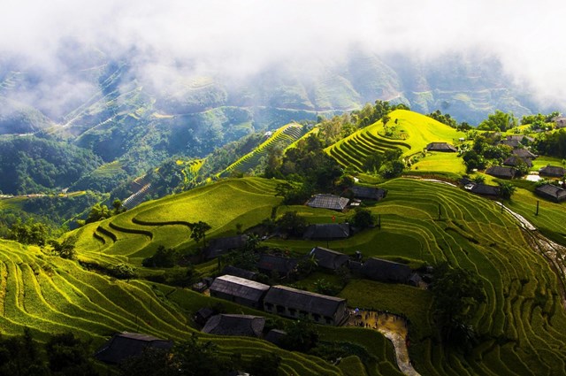 Tr&#224; Việt v&#224; cơ hội tại H&#224;n Quốc - Ảnh 2