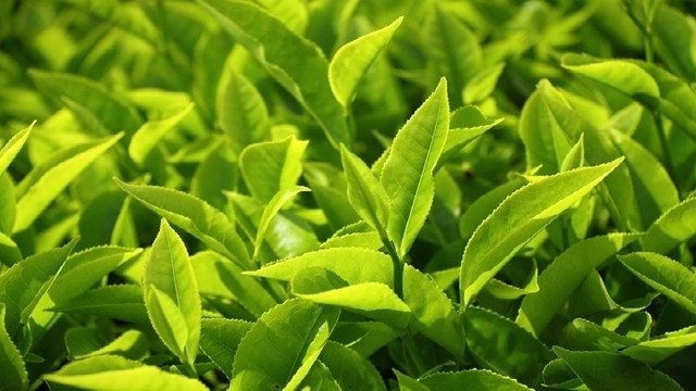Tắm tr&#224; xanh: B&#237; quyết thi&#234;n nhi&#234;n cho l&#224;n da v&#224; tinh thần - Ảnh 3