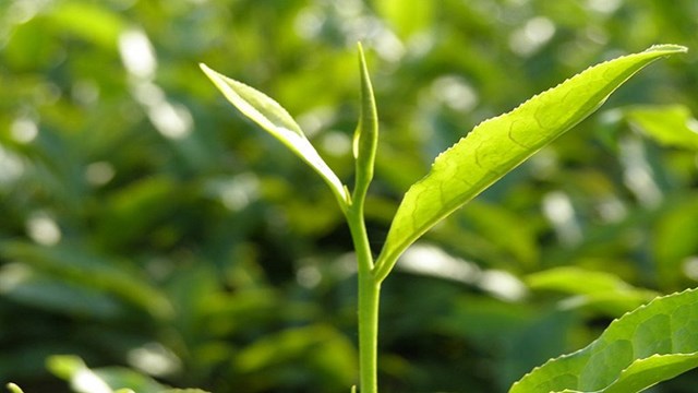 Tắm tr&#224; xanh: B&#237; quyết thi&#234;n nhi&#234;n cho l&#224;n da v&#224; tinh thần - Ảnh 2