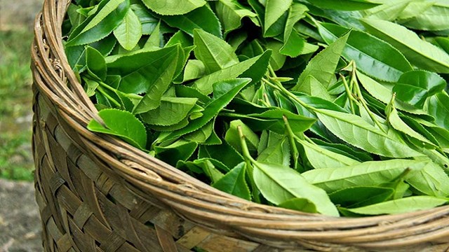 Tắm tr&#224; xanh: B&#237; quyết thi&#234;n nhi&#234;n cho l&#224;n da v&#224; tinh thần - Ảnh 1