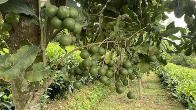 Trà cộng sinh “hạt tỷ đô”: Nâng tầm giá trị nông nghiệp - Ảnh 2