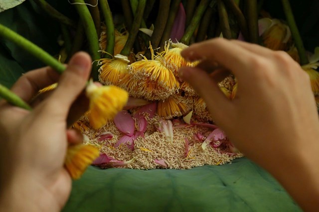 Theo chân mùa sen, khám phá nghệ thuật ướp trà truyền thống - Ảnh 2