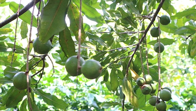 Trà cộng sinh “hạt tỷ đô”: Nâng tầm giá trị nông nghiệp - Ảnh 1