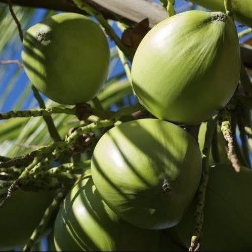 Giải nhiệt mùa hè với đồ uống từ sen và dừa đầy sáng tạo - Ảnh 2