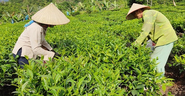Chè Lào Cai: Lộ trình "xanh hóa" và khát vọng vươn tầm quốc tế - Ảnh 2
