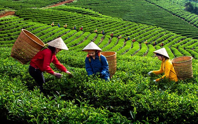 3 th&#225;ng đầu năm 2022: Xuất khẩu ch&#232; giảm cả lượng v&#224; trị gi&#225; - Ảnh 4