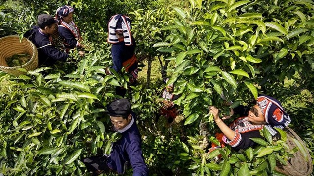 Shan Tuyết Suối Giàng: Đánh thức "linh hồn" di sản trên đỉnh mờ sương - Ảnh 2