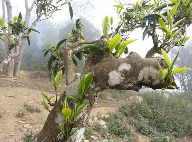 Chè Shan Tuyết là loại chè ngon bậc nhất của vùng Hà Giang