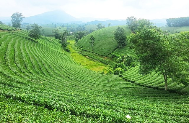 Chè Phú Thọ: Xoay trục chiến lược để chinh phục thị trường cao cấp - Ảnh 2