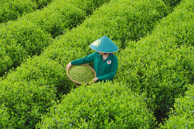 “Sắc màu xứ trà”: Thái Nguyên khai mở mùa du lịch 2026 bằng di sản và bản sắc - Ảnh 1