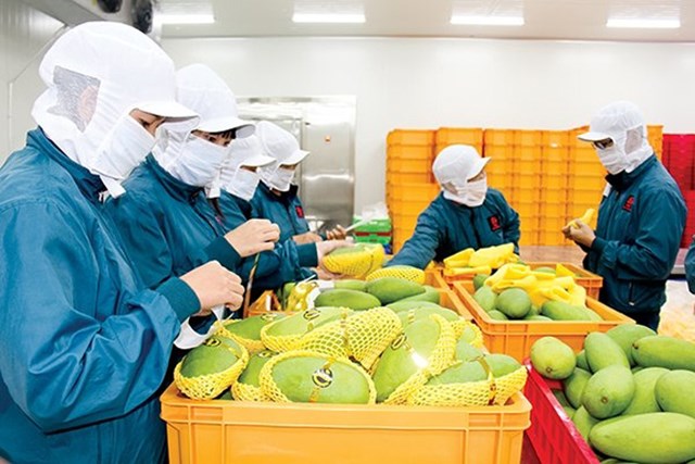 Qu&yacute; 1/2024 lĩnh vực rau củ xuất khẩu của Việt Nam nhận được nhiều t&iacute;n hiệu t&iacute;ch cực. &nbsp;