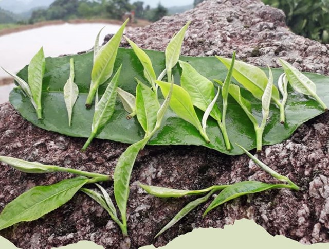 Điểm nổi bật của chè shan tuyết nằm ở lớp lông tơ bao phủ búp trà.