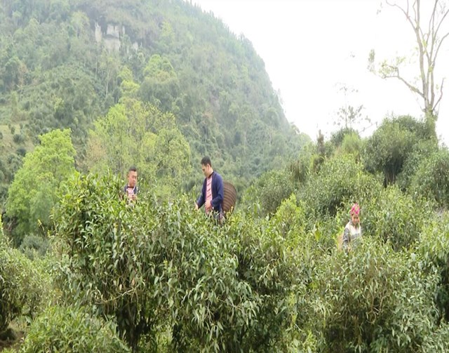 Những cây chè hàng trăm năm tuổi, gắn liền với đời sống và văn hóa của đồng bào các dân tộc nơi rẻo cao.